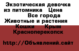 Экзотическая девочка из питомника › Цена ­ 25 000 - Все города Животные и растения » Кошки   . Крым,Красноперекопск